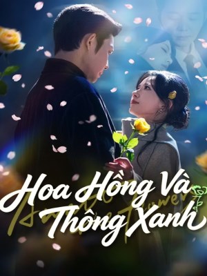 xem phim Hoa Hồng Và Thông Xanh