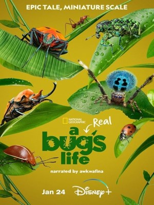 xem phim A Real Bug's Life